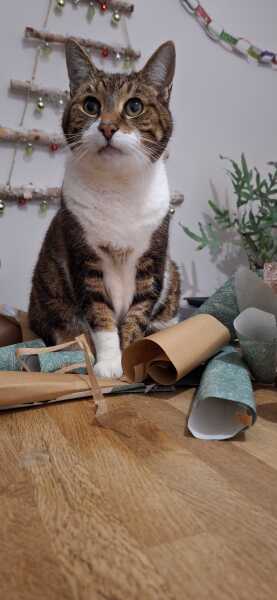 Elderly cat waking husband