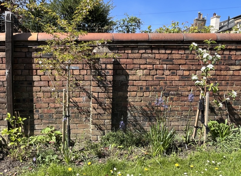 Replanning trees in border