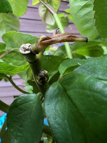What’s this on my rose