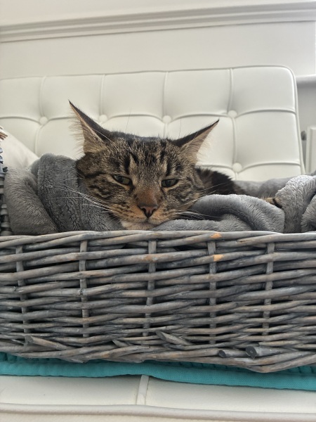 Are rescue centres reluctant to rehome cats to families with young children?