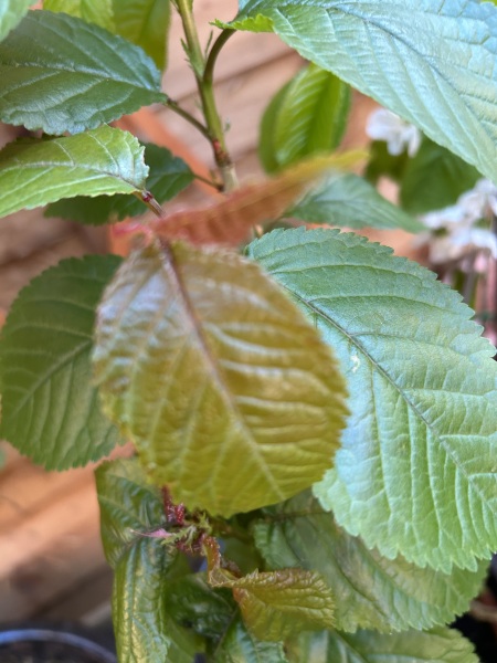 What have you done in the garden today? Part 8