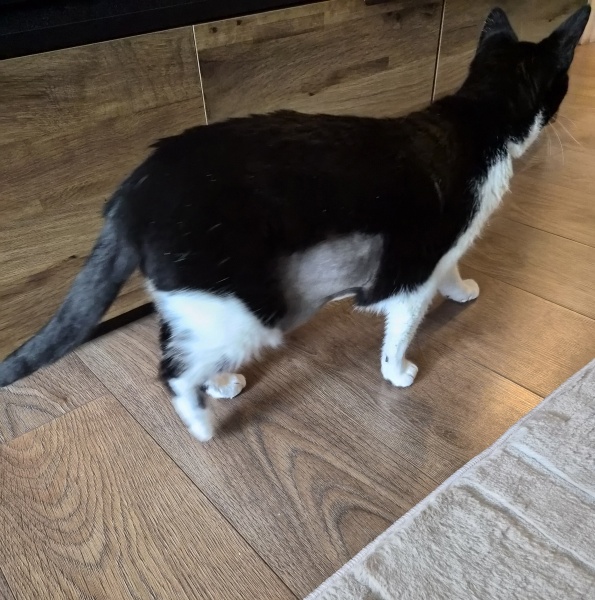 Recommendations for wet and dry food for a cat with IBD