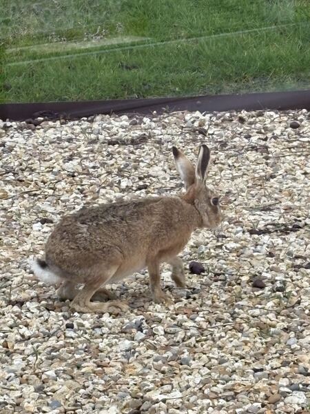 For pulling over briefly to watch a Hare?