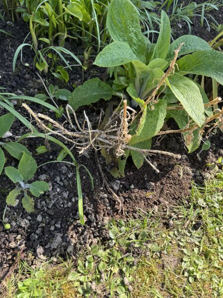 Are these Osteospermum definitely dead?
