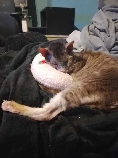 Carry On Catting - the Excellent Cats do what they do best