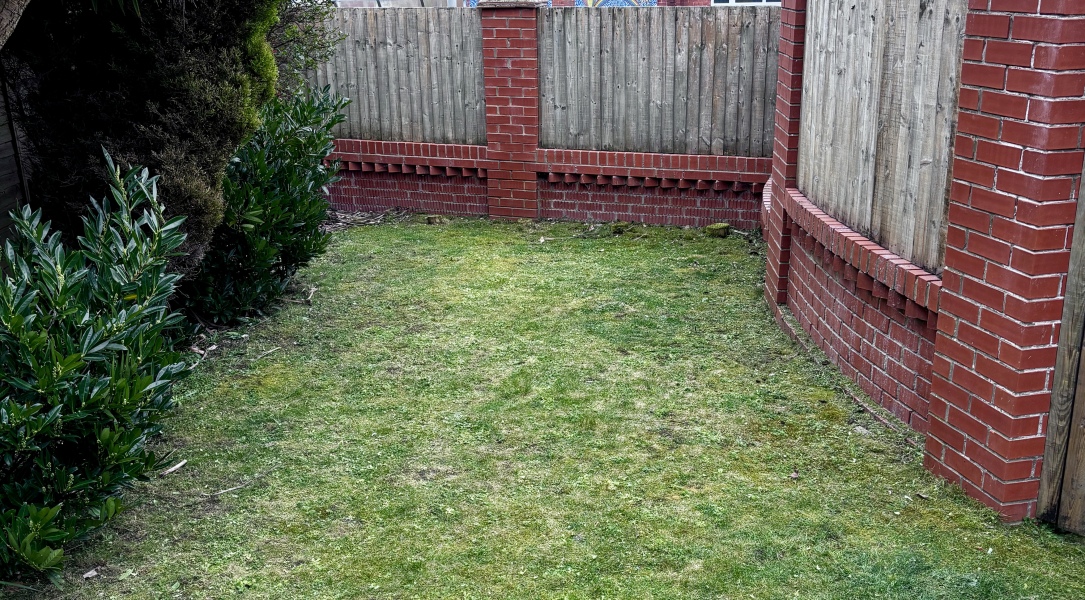 What can I plant along this back wall?