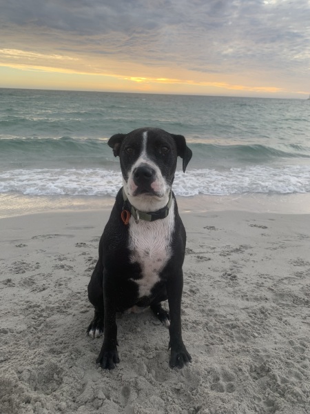 Suggestions for female puppy names that are not too common