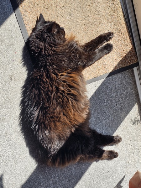 Carry On Catting - the Excellent Cats do what they do best
