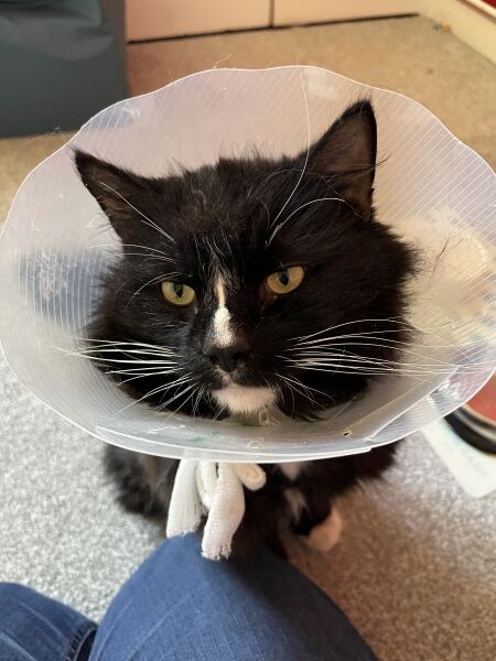 Neglected? cat