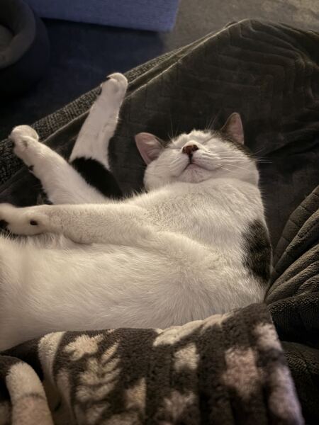 New bf cat sit down- would this annoy you?