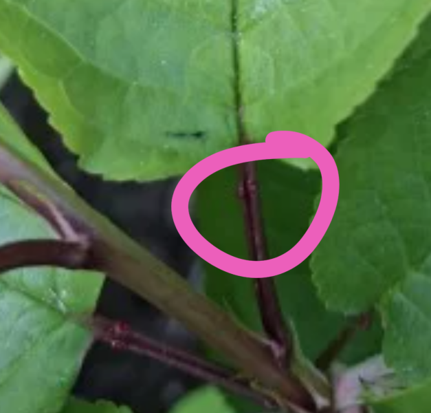 Can anyone identify this plant from my garden?