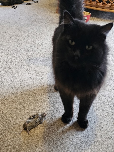 Carry On Catting - the Excellent Cats do what they do best