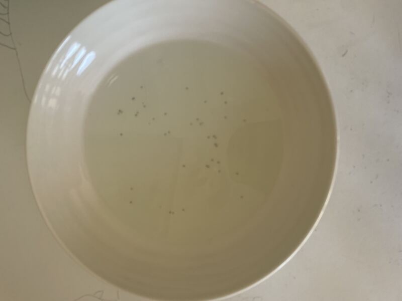Fleas - advice please