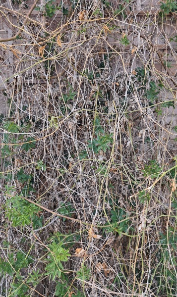 Passionflower pruning