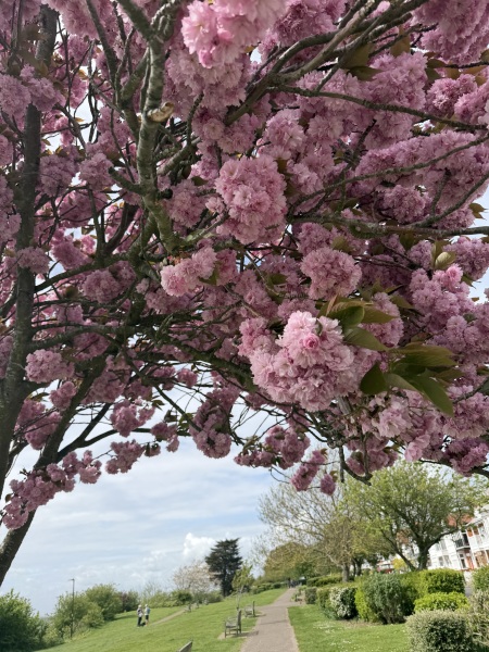 Join us in the Goose and Carrot Pub thread.