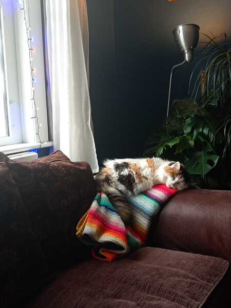 Is fresh cat food really better, or is Felix perfectly fine?