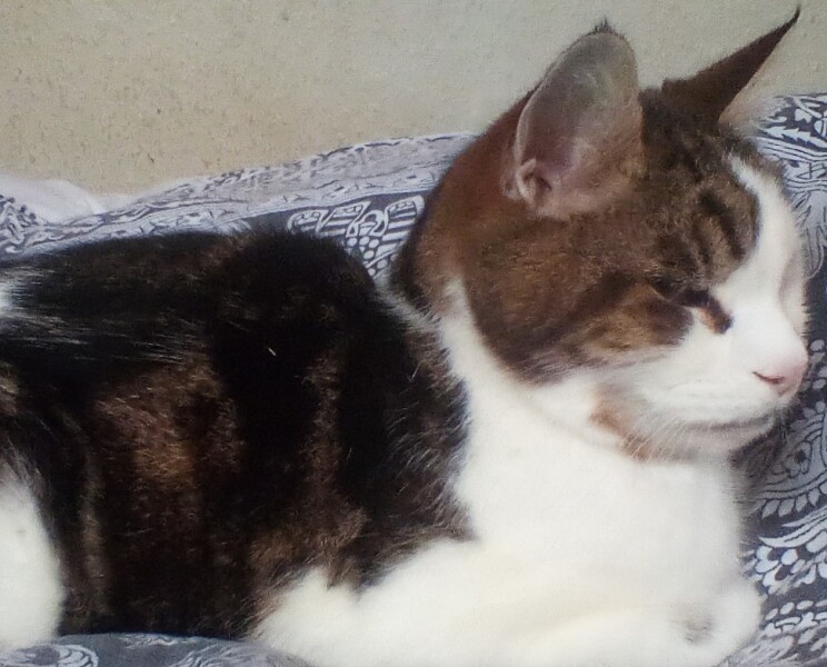 Which breed/colour of cat are best hunters?
