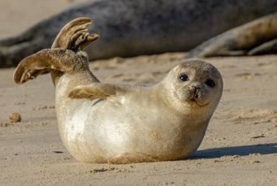 The Bluestocking: To the moon and back gerbil style.