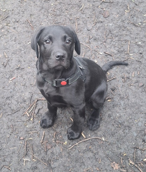 I'll never have a dog again, far too tying...