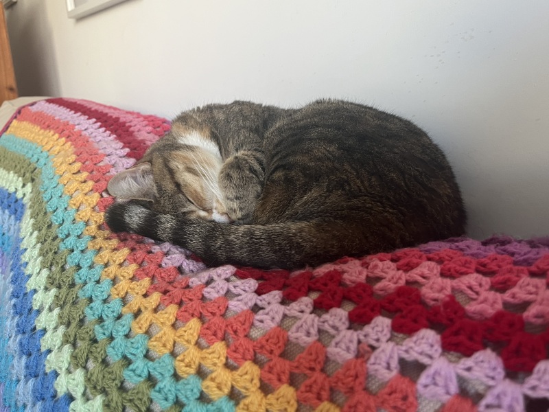 Carry On Catting - the Excellent Cats do what they do best