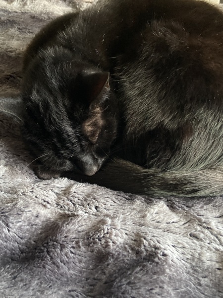 Things my cats' heads and toe beans have smelt of 🥰