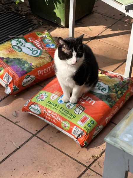 Carry On Catting - the Excellent Cats do what they do best