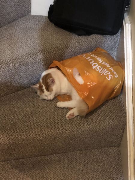 Cats’ brains - so weird