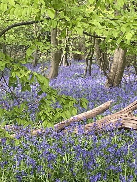 Year Round Nigel Slater discussion thread - Part 4