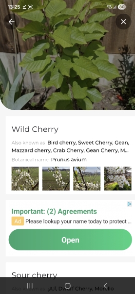 Can anyone identify this plant from my garden?