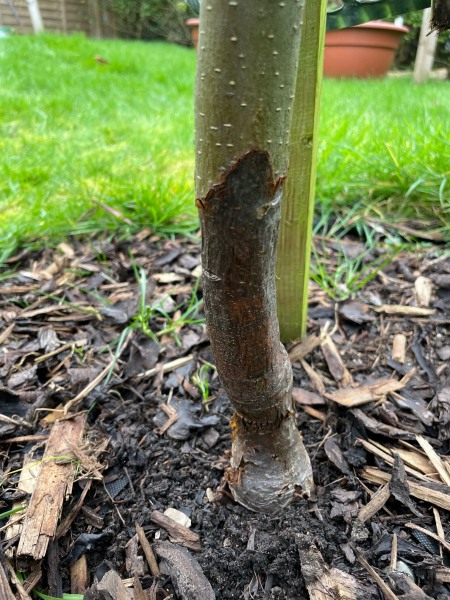 Apple tree problem - please help.