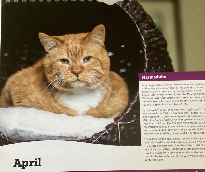 Carry On Catting - the Excellent Cats do what they do best