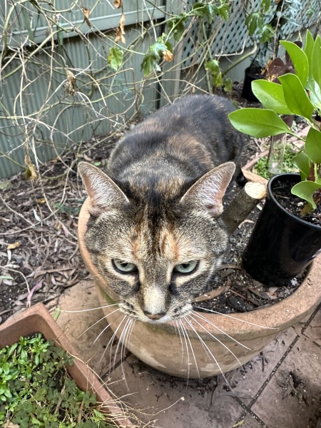 Carry On Catting - the Excellent Cats do what they do best