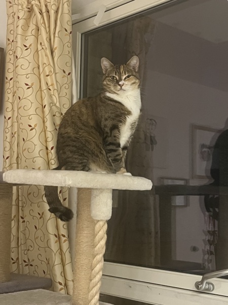 The Bluestocking: To the moon and back gerbil style.