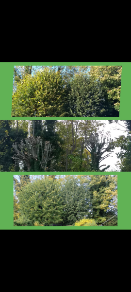 Can heavily pruned fifteen-year-old lime trees recover and grow leaves again?