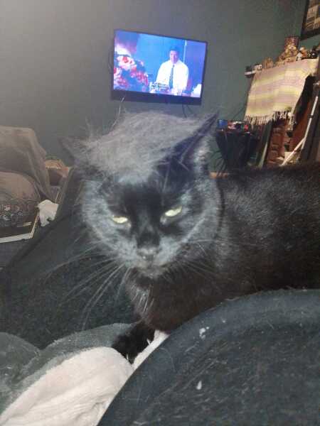 Carry On Catting - the Excellent Cats do what they do best