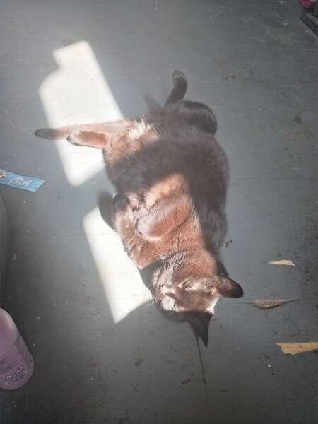 Carry On Catting - the Excellent Cats do what they do best