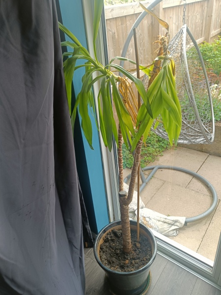 Plant looks sad, what to do