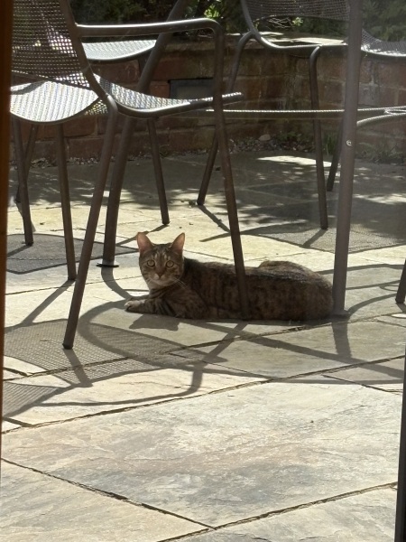 Carry On Catting - the Excellent Cats do what they do best