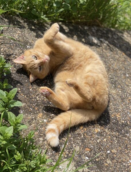 Moving house with cat again!