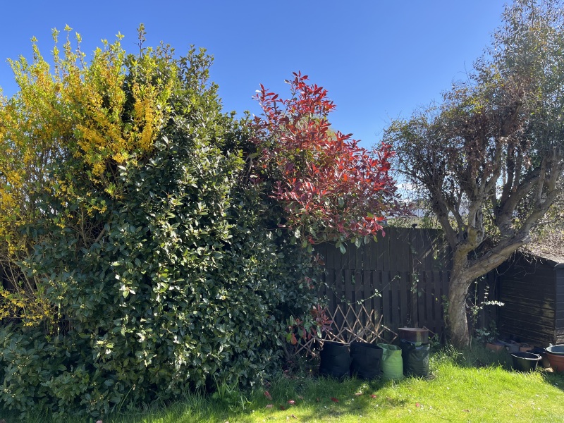 Replanning trees in border