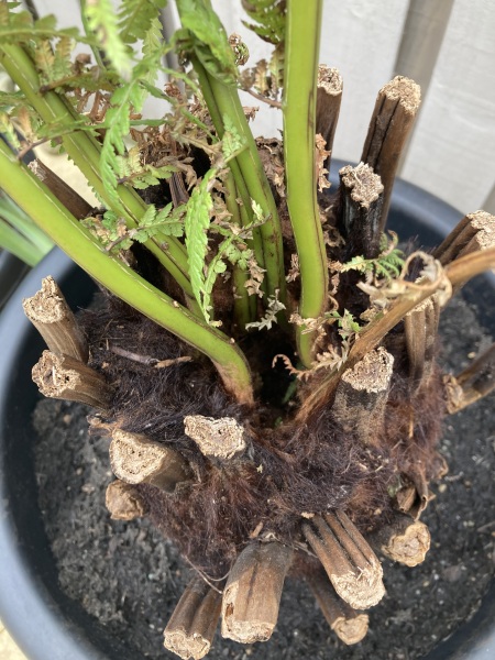 Dicksonia Antartica - does this look ok?
