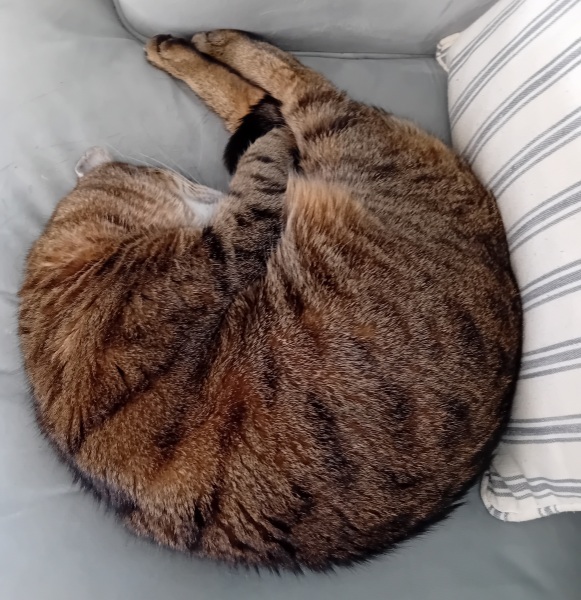 Carry On Catting - the Excellent Cats do what they do best