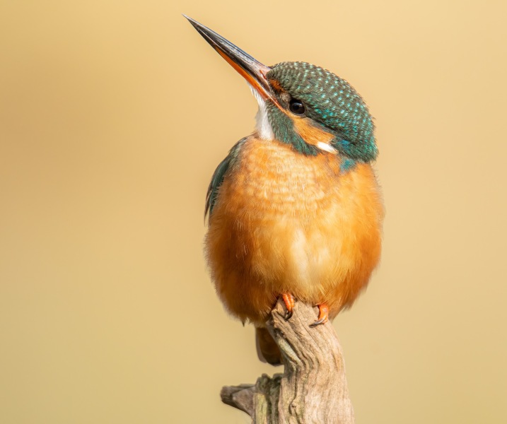 MAFSAUS #14 NO SPOILERS! Back when this was all fields it was about the relationships not THE DRAMA