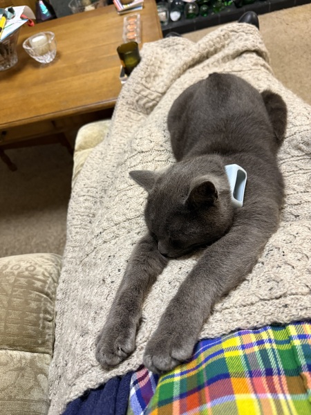 Carry On Catting - the Excellent Cats do what they do best