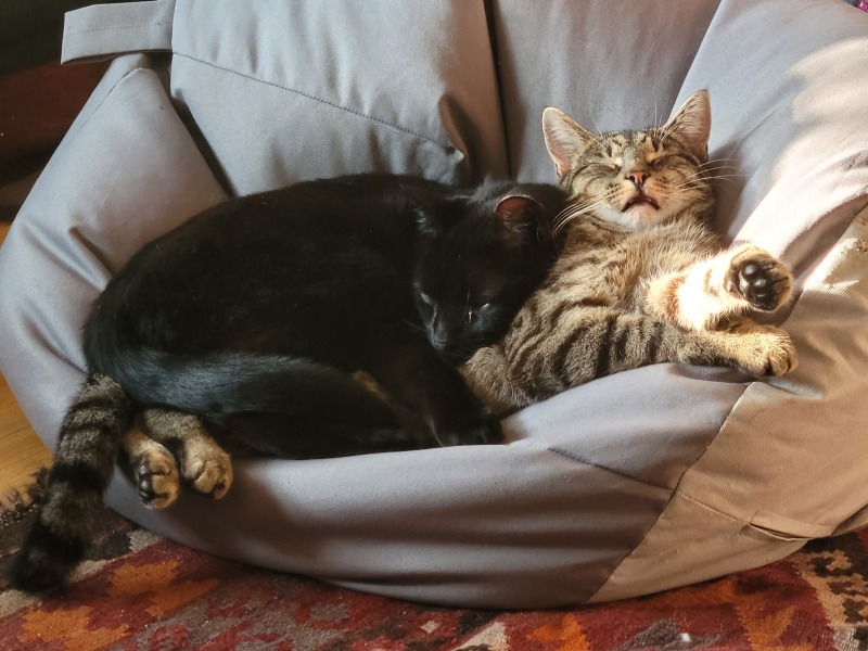 I looked after a friend's dog and cat as a favour and on return they have given me money