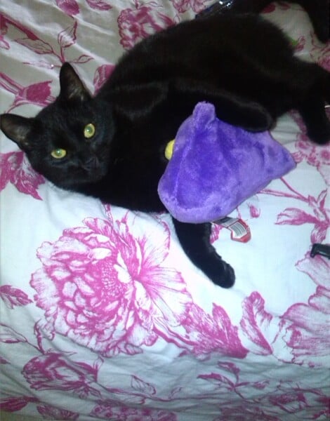 Helping a grieving cat adjust after loss?