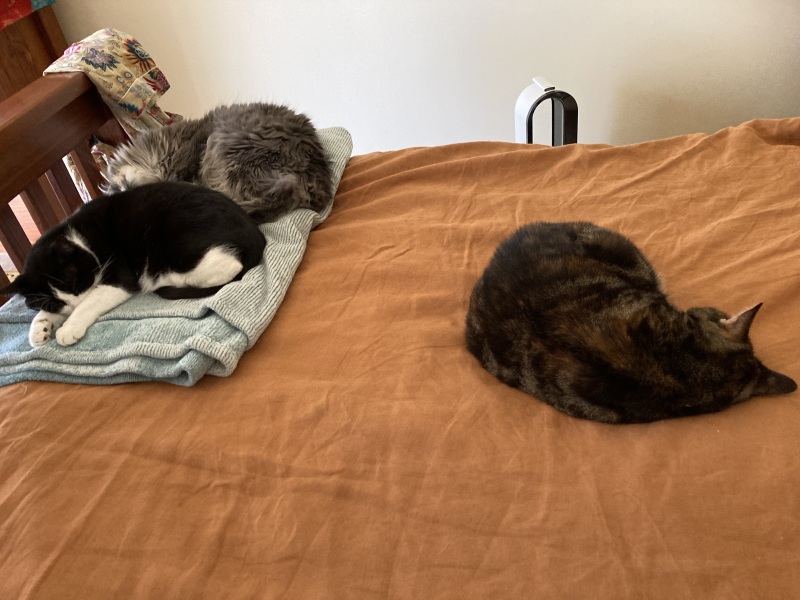 Carry On Catting - the Excellent Cats do what they do best