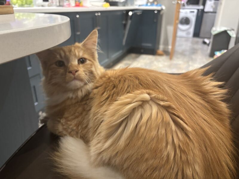 Is my cat a toddler in disguise?