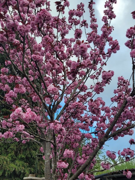 What have you got blooming right now?