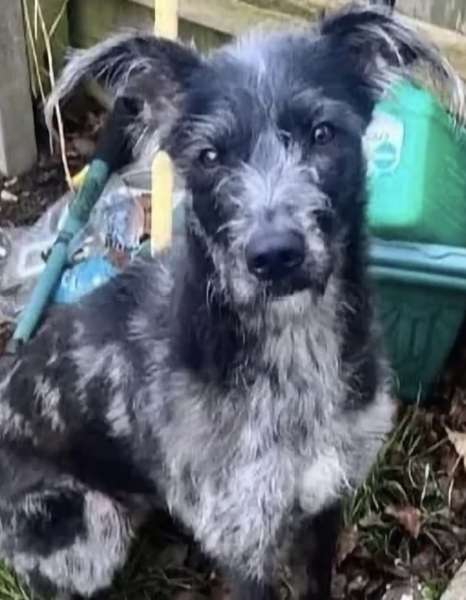 Another child killed by a dog...